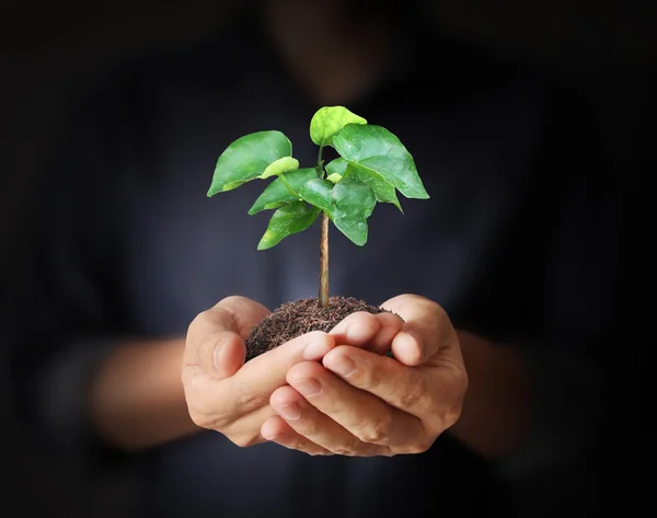 Man hands holding plant — Stock Photo, Image