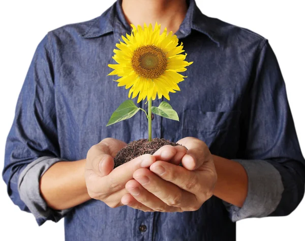 Krásné slunečnice v ruce — Stock fotografie
