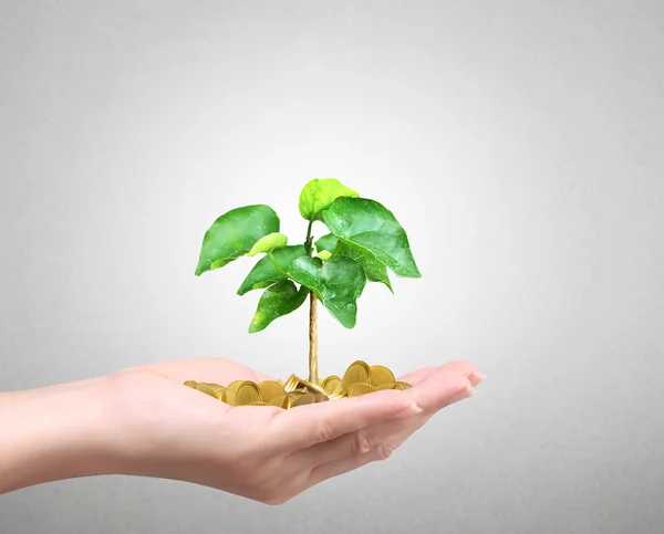 Hombre sosteniendo planta brotando de un puñado de monedas — Foto de Stock