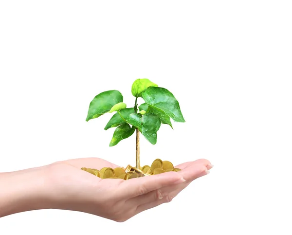 Hombre sosteniendo planta brotando de un puñado de monedas —  Fotos de Stock