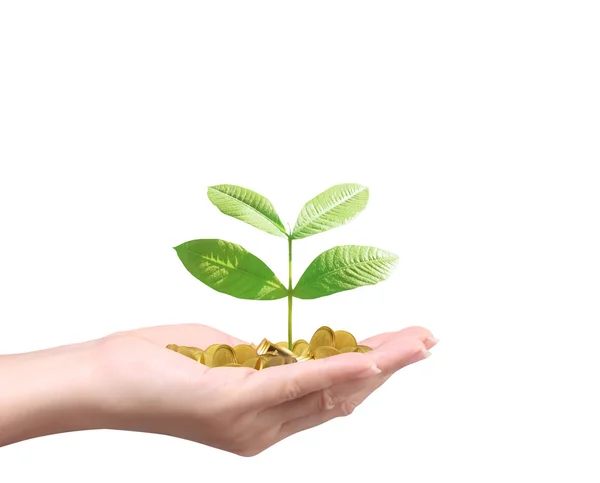 Hombre sosteniendo planta brotando de un puñado de monedas — Foto de Stock