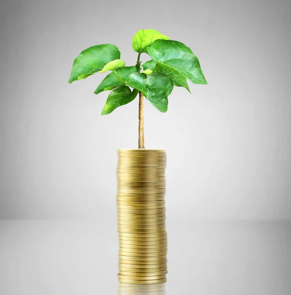 Gouden munten en plant — Stockfoto