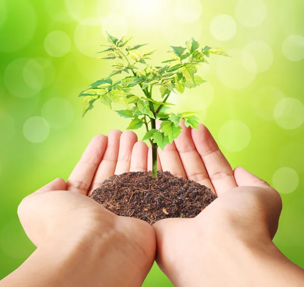 Holding green plant in hand — Stock Photo, Image