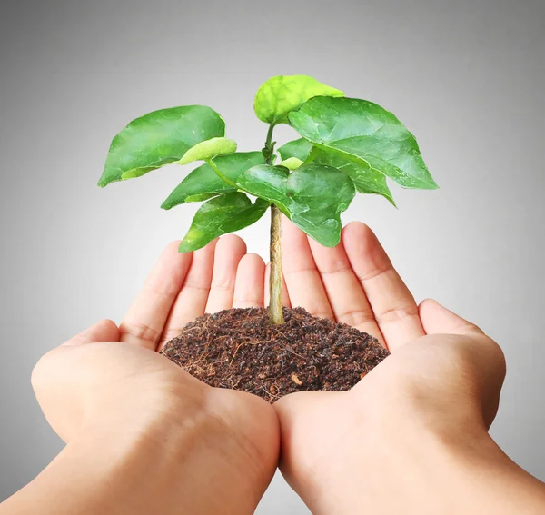 Holding green plant in hand — Stock Photo, Image