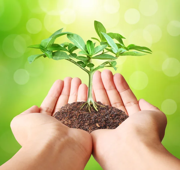 Sosteniendo planta verde en la mano —  Fotos de Stock