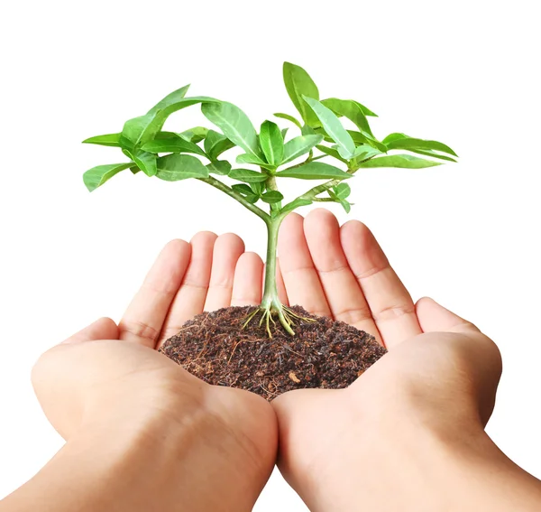 Grüne Pflanze in der Hand halten — Stockfoto
