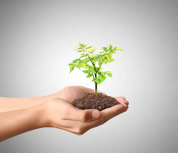 Holding green plant in hand — Stock Photo, Image