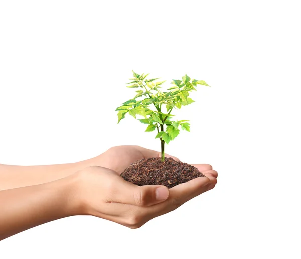Groene plant houden in de hand — Stockfoto