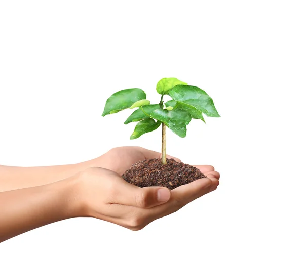 Holding green plant in hand — Stock Photo, Image