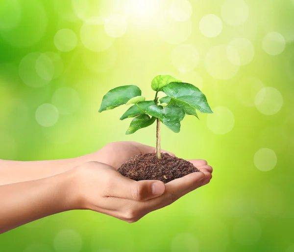 Holding green plant in hand — Stock Photo, Image