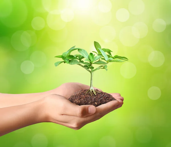 Holding green plant in hand — Stock Photo, Image