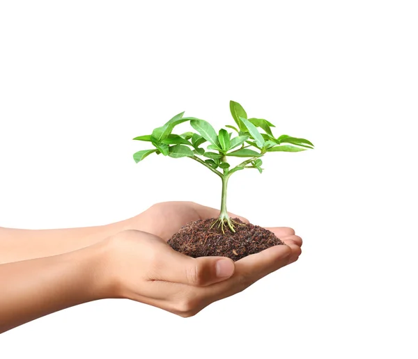 Sosteniendo planta verde en la mano — Foto de Stock