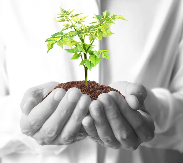 Holding green plant in hand — Stock Photo, Image