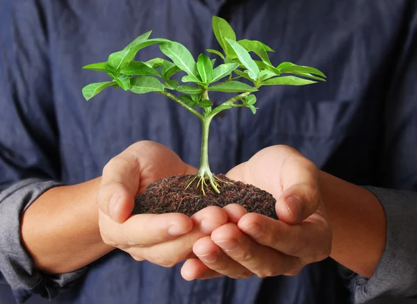 Holding green plant in hand