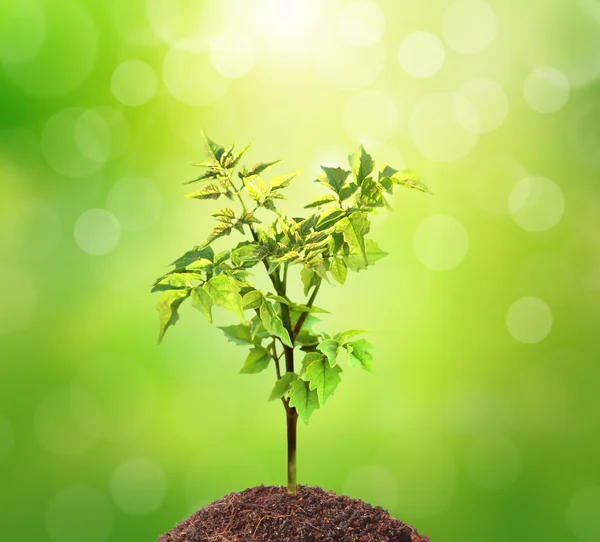 Junge grüne Pflanze — Stockfoto