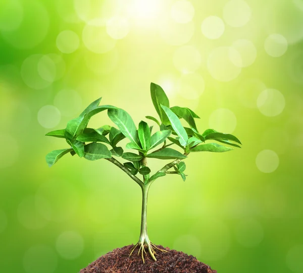 Young green plant — Stock Photo, Image