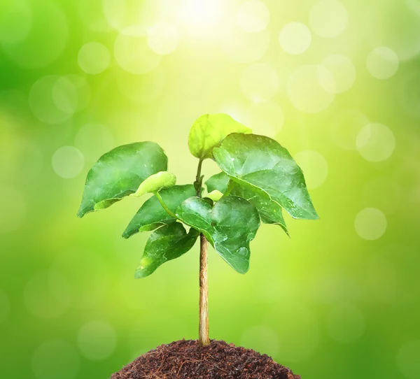 Young green plant — Stock Photo, Image