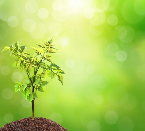 Young green plant — Stock Photo, Image