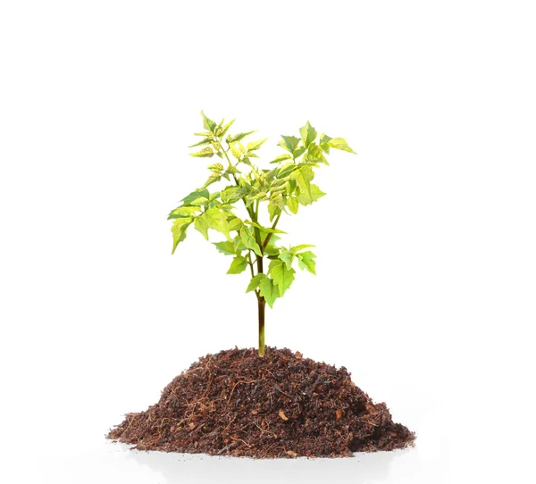 Young green plant — Stock Photo, Image