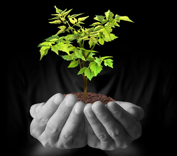 Man hands holding plant — Stock Photo, Image