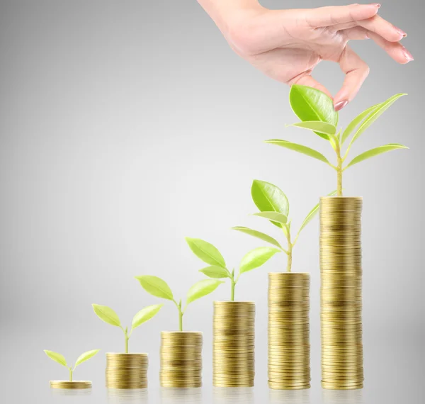 Tree growing from money — Stock Photo, Image