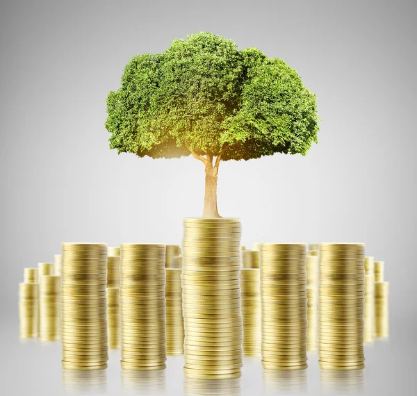 Árbol que crece del dinero — Foto de Stock