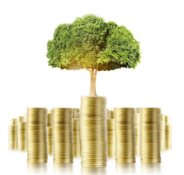 Árbol que crece del dinero — Foto de Stock