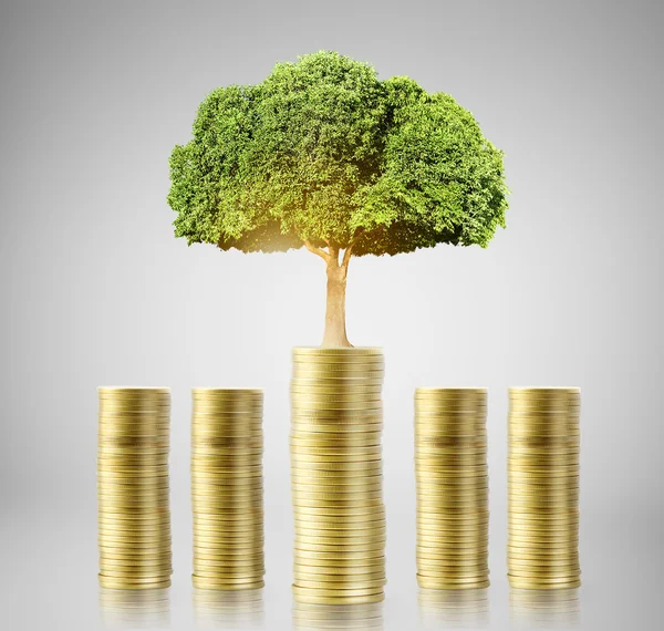 Дерево зростає з грошей — стокове фото
