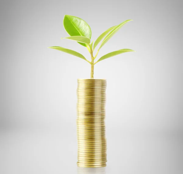 Tree growing from money — Stock Photo, Image