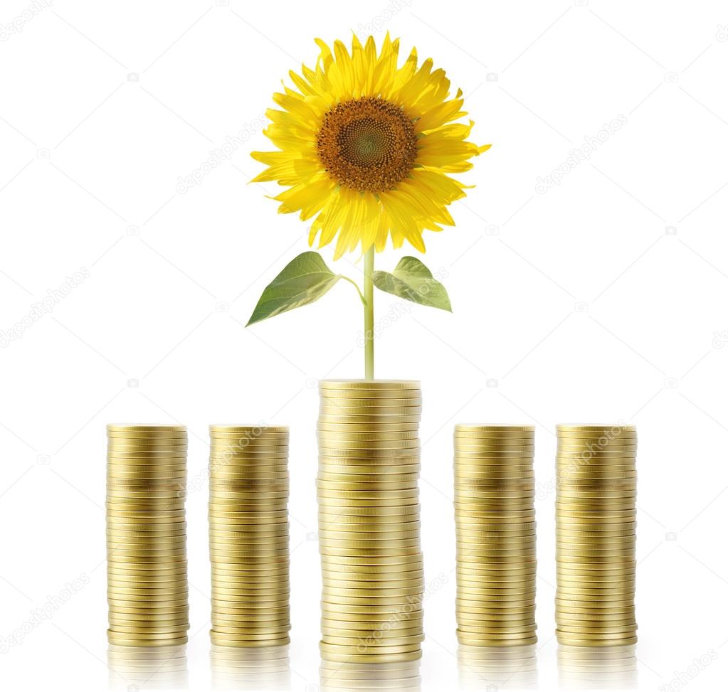 Sunflower and coins money growth