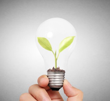 Ampul genç yeşil bitki ile tutan el