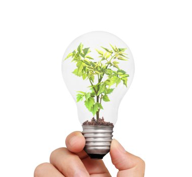 Ampul genç yeşil bitki ile tutan el
