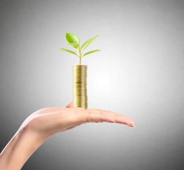 Tree growing from pile of coins — Stock Photo, Image