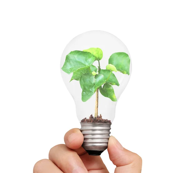 Hand met gloeilamp met jonge, groene plant — Stockfoto