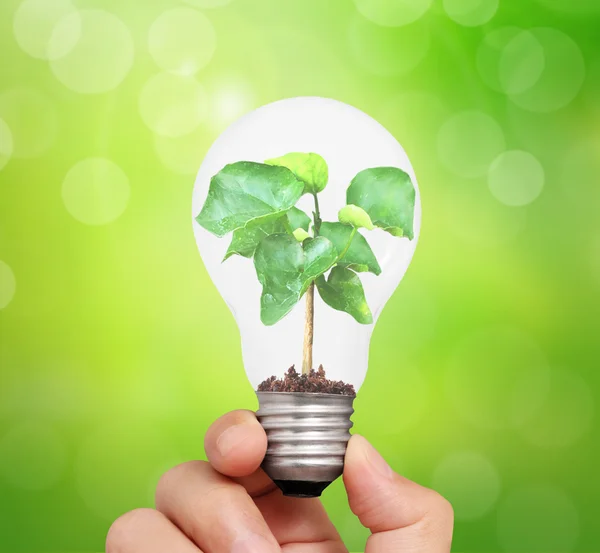 Mão segurando lâmpada com planta verde jovem — Fotografia de Stock