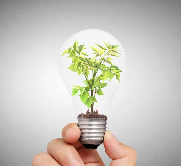 Mão segurando lâmpada com planta verde jovem — Fotografia de Stock