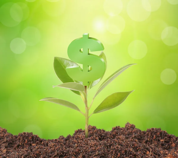 Money growing on tree — Stock Photo, Image