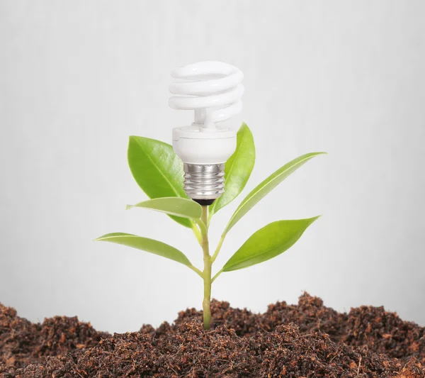 Bombilla de luz con planta en el interior —  Fotos de Stock