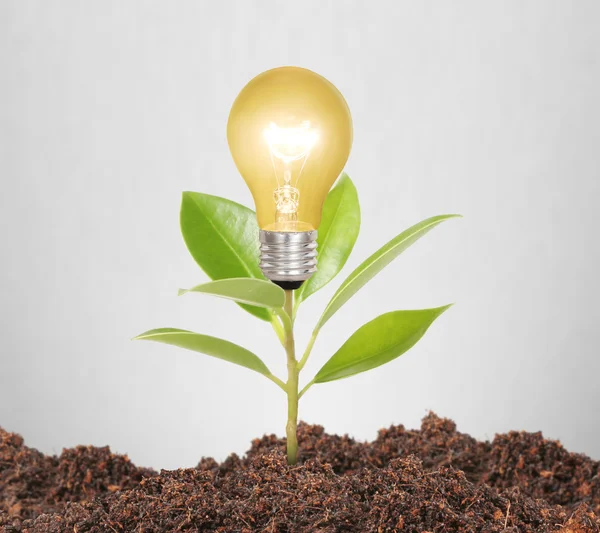 Bombilla de luz con planta en el interior —  Fotos de Stock