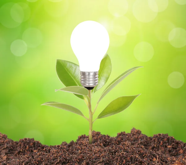 Bombilla de luz con planta en el interior —  Fotos de Stock