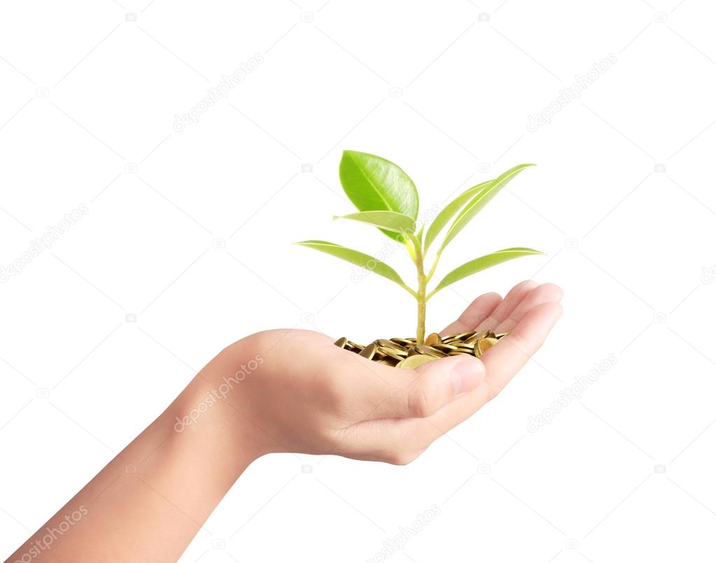 Tree growing from pile of coins