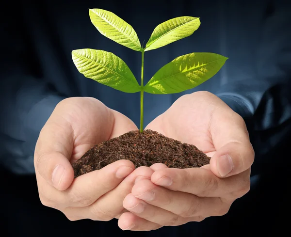 Man hands holding plant Stock Image