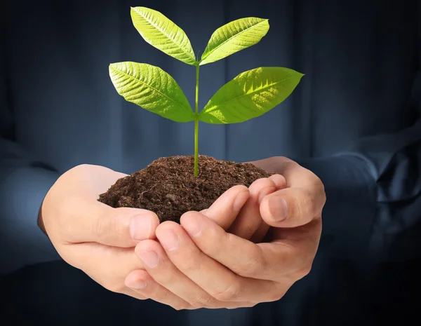 Man hands holding plant Royalty Free Stock Photos