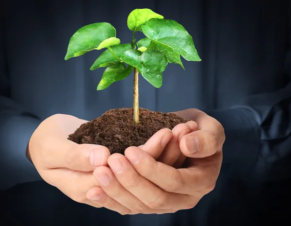 Man hands holding plant Stock Photo