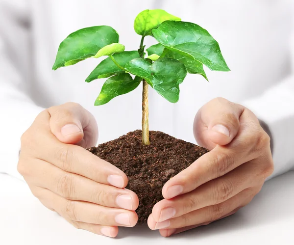 Homem mãos segurando planta — Fotografia de Stock