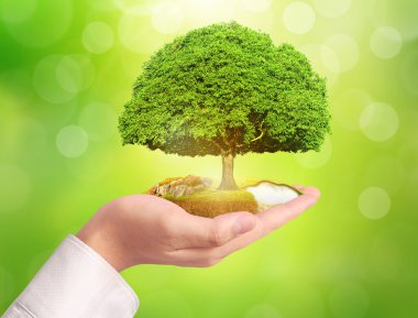 Bitki holding adam eller