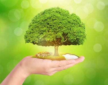 Bitki holding adam eller