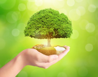 Bitki holding adam eller