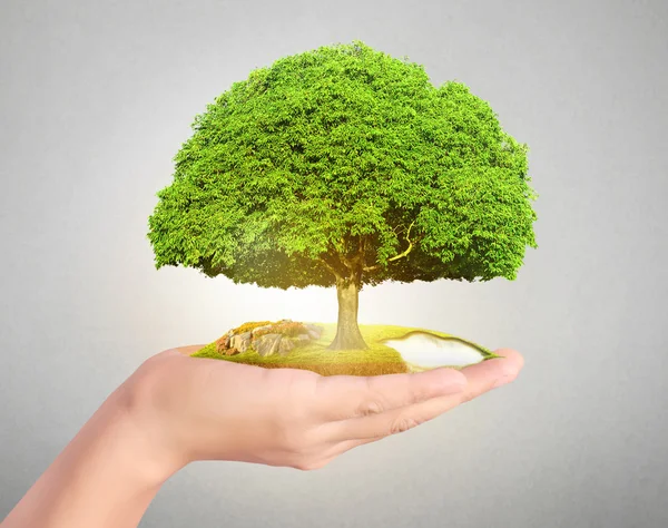 Man hands holding plant — Stock Photo, Image