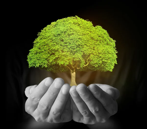 ağaç çimlenme holding